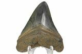 Fossil Megalodon Tooth - Colorful, Glossy Enamel #180982-1